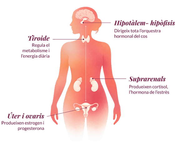 Silueta de dona amb les glàndules de l’eix endocrí: la hipòfisi dirigeix tota l’orquestra hormonal del cos; la tiroide regula el metabolisme i l’energia diària; les glàndules suprarenals produeixen cortisol, l’hormona de l’estrès; el pàncrees allibera insulina i regula la glucosa; l’úter i els ovaris produeixen estrogen i progesterona.