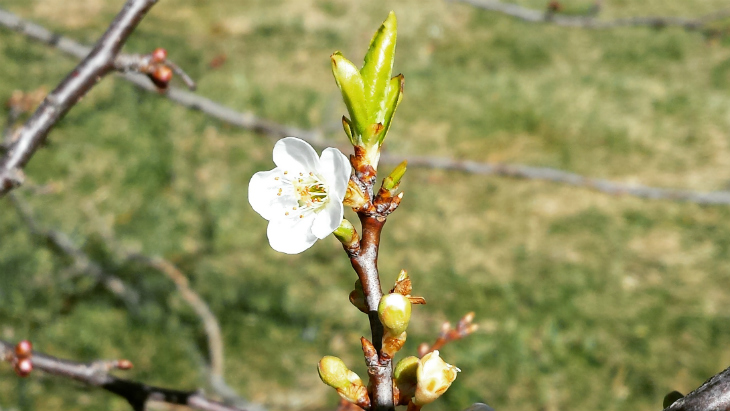 Primavera_primavera