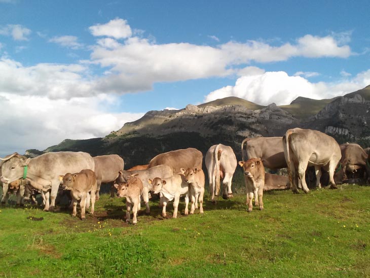 Vaques d'Ecopyrene