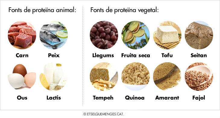 proteina-cat