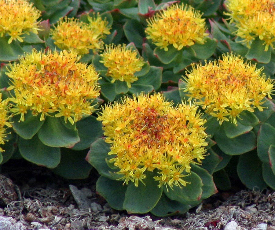 Rhodiola