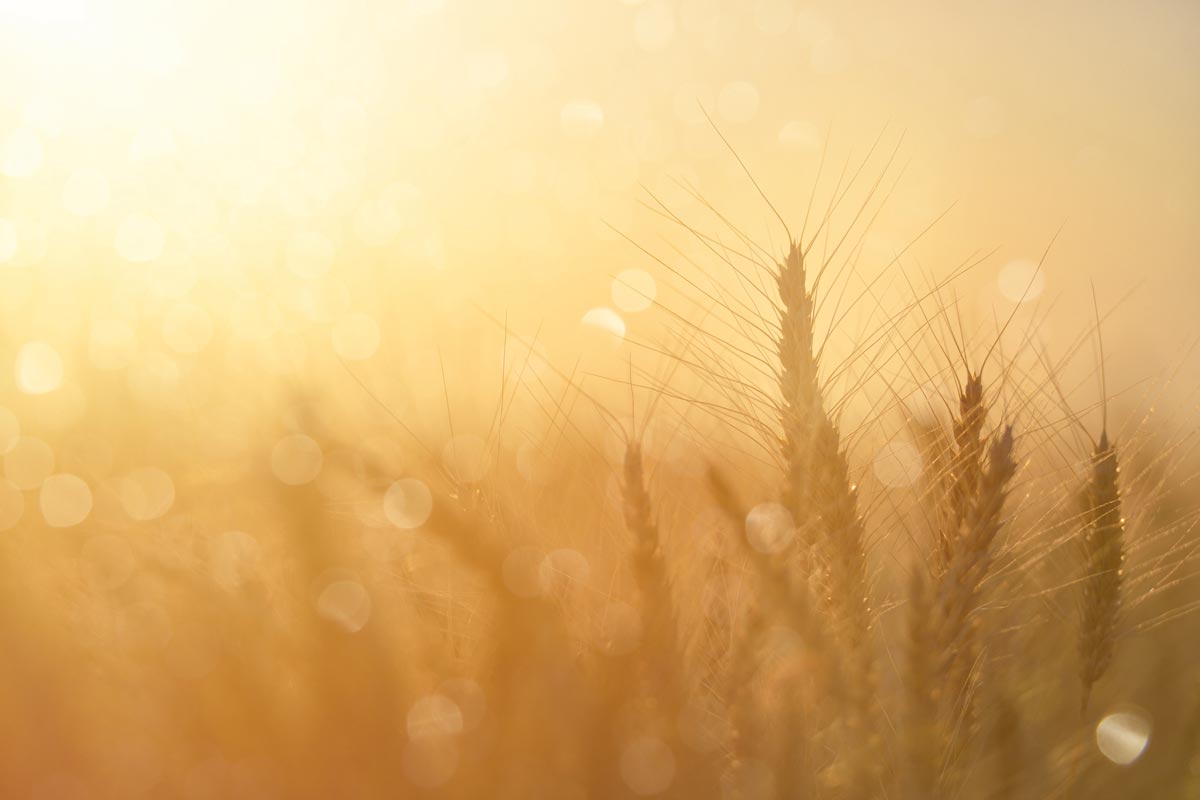 camp de blat, blat antic