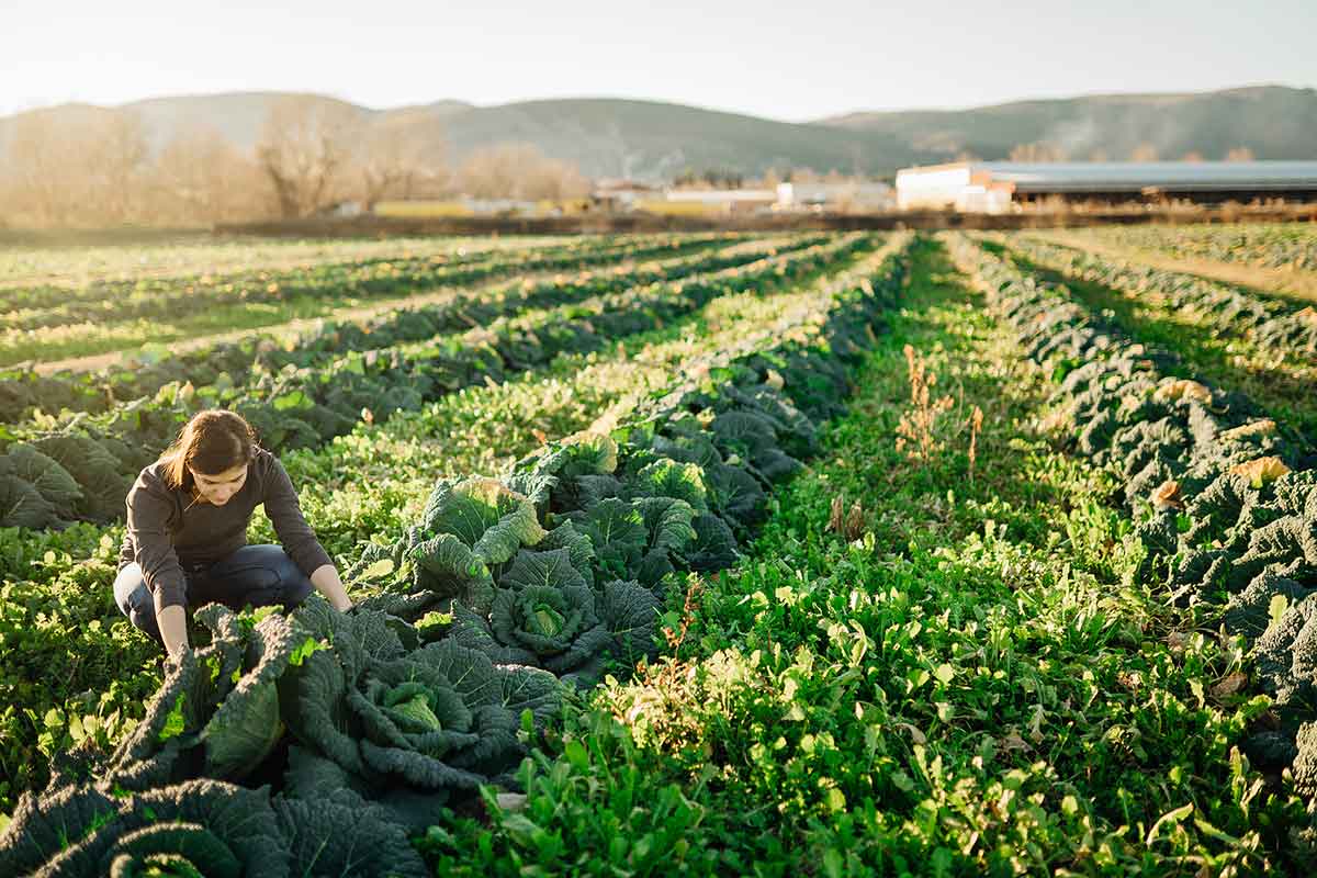 sistemes de producció alimentaria