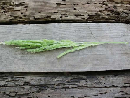 foto Estany de Pals: arròs assecat al caliu del sol - 3