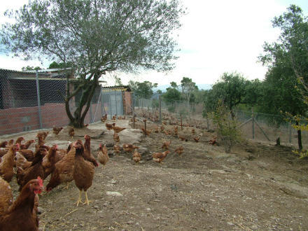 foto Eco’s: gallines que campen - 4