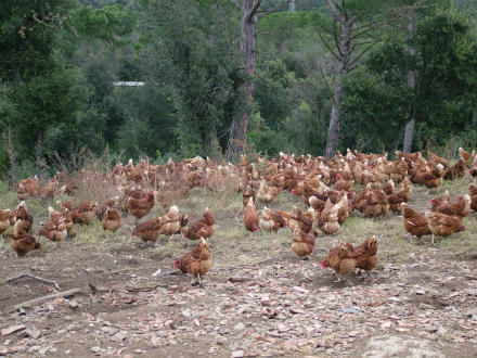 foto Eco’s: gallines que campen - 5