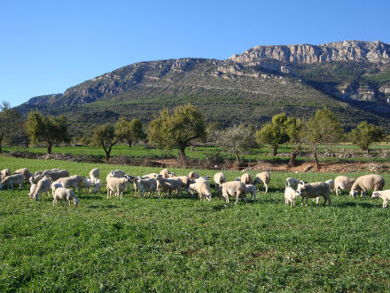 foto Cal Tomaso: xisqueta a les faldes del Montsec - 2