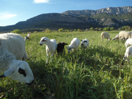 foto Cal Tomaso: xisqueta a les faldes del Montsec - 3