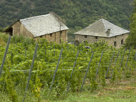 foto El Batlliu de Sort: vinyes a l’alta muntanya - 1