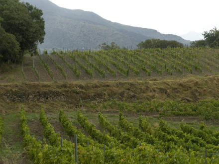 foto El Batlliu de Sort: vinyes a l’alta muntanya - 2