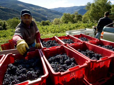 foto El Batlliu de Sort: vinyes a l’alta muntanya - 3