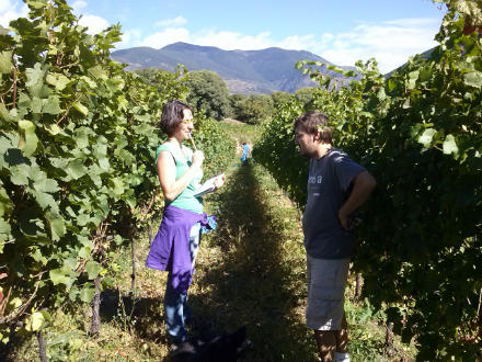 foto El Batlliu de Sort: vinyes a l’alta muntanya - 4