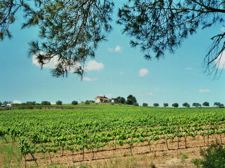 foto Finca Parera: Vinyerons amb tota l'energia de la terra  - 1