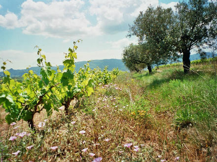 foto Finca Parera: Vinyerons amb tota l'energia de la terra  - 5