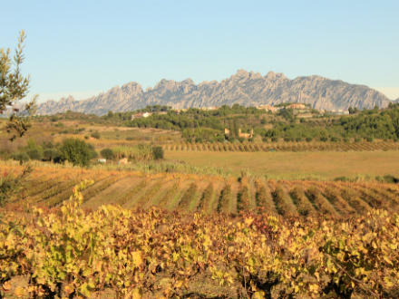 foto Finca Parera: Vinyerons amb tota l'energia de la terra  - 7