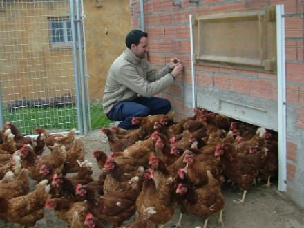 foto Eco’s: gallines que campen - 7