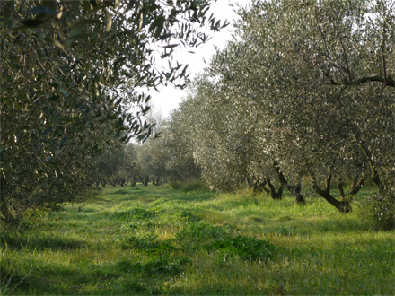 foto Orgànicfruit: l’oli ecològic ple de matisos i sensualitat - 5