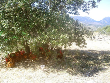 foto Torre d’Erbull: pollastres envoltats de natura - 5