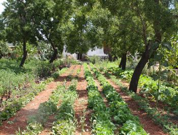 Agricultura de proximitat, sostenible i ecològica a Eivissa