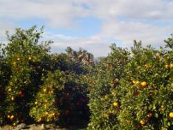 SAT Varsella: taronges i mandarines ecològiques, de l’Ebre!