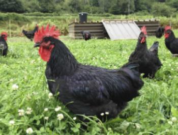 Rocanegra: pollastre penedesenc de pastura a la Garrotxa