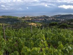 Celler Joaquim Batlle: vinyes ecològiques de marinada