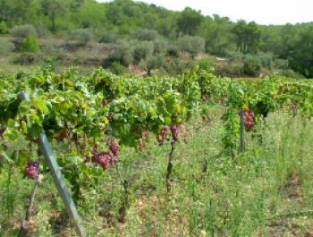 Sicus: l’harmonia ancestral dels vins monovarietals