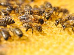 El món de les abelles: pol•linitzadores en crisi