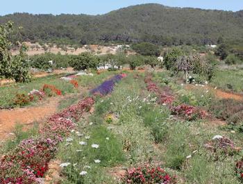 Turisme i activitats per fer a Eivissa