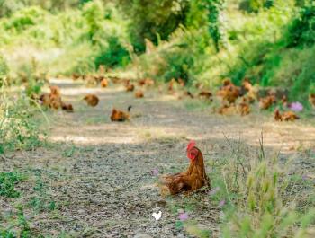 5 raons per passar-vos al pollastre ecològic