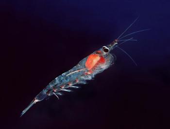 El krill, el rei dels omega-3