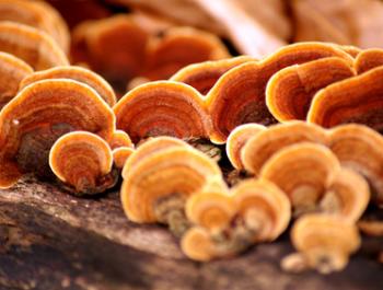 Reishi, el rei dels bolets