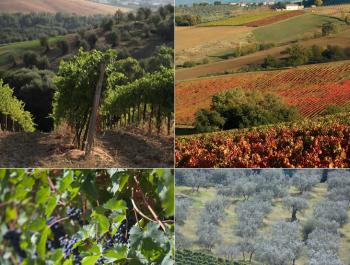 La Via del Sagrantino a Úmbria: la Itàlia biològica i desconeguda